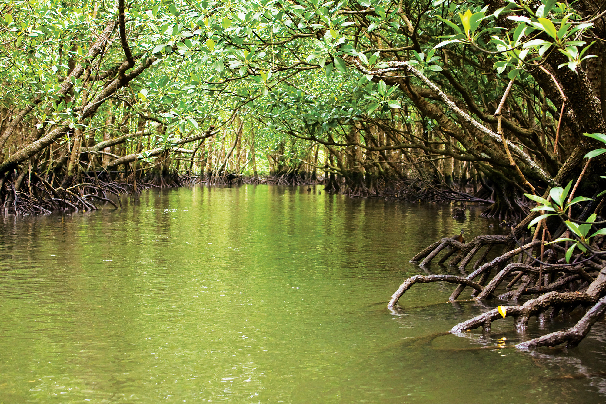 					View Vol. 1 No. 2 (2022): Mangroves of America
				
