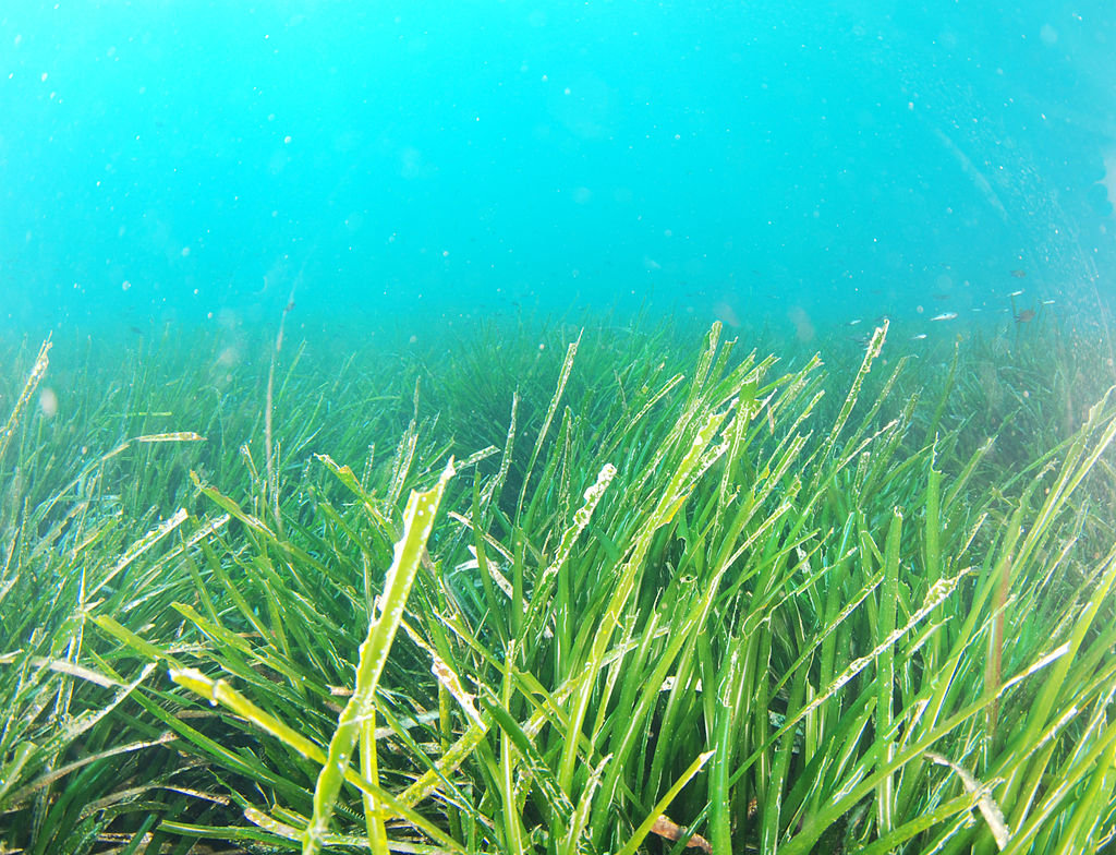 seagrasses image