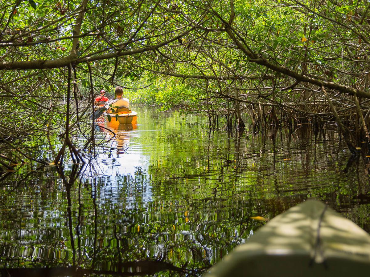 mangrove image