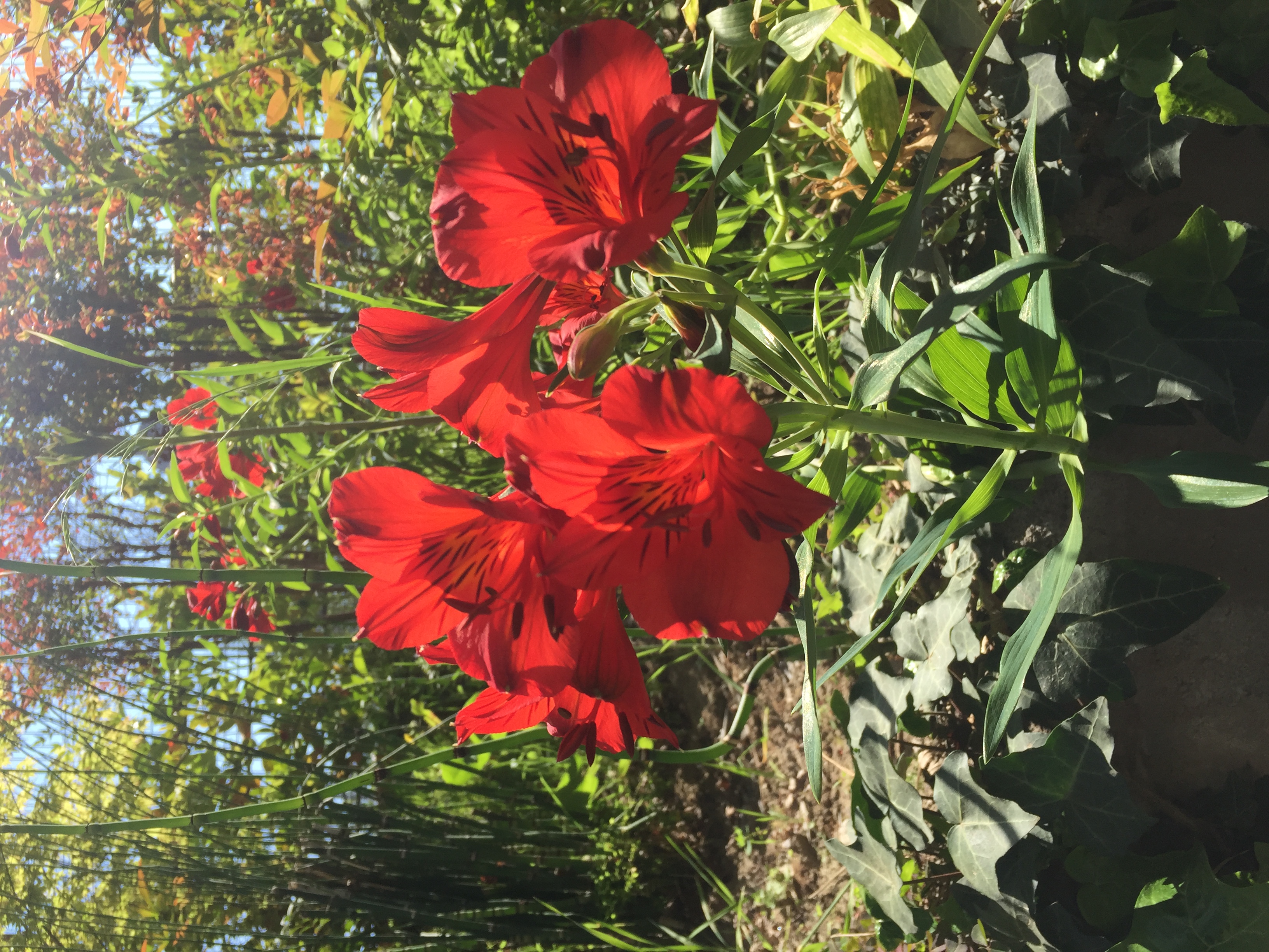 					Ver Vol. 1 Núm. 1 (2025): Juego e Inclusión Social
				