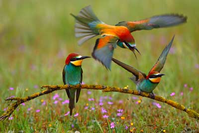 La convinacion perfecta de los colores