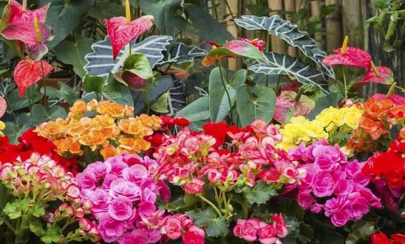 Ver Vol. 1 Núm. 1 (2020): Cultivo y cuidado de flores para jardines exteriores